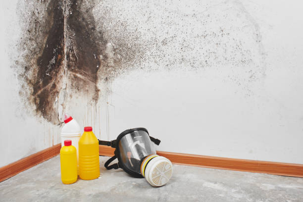 Attic Mold Removal in Ferrysburg, MI