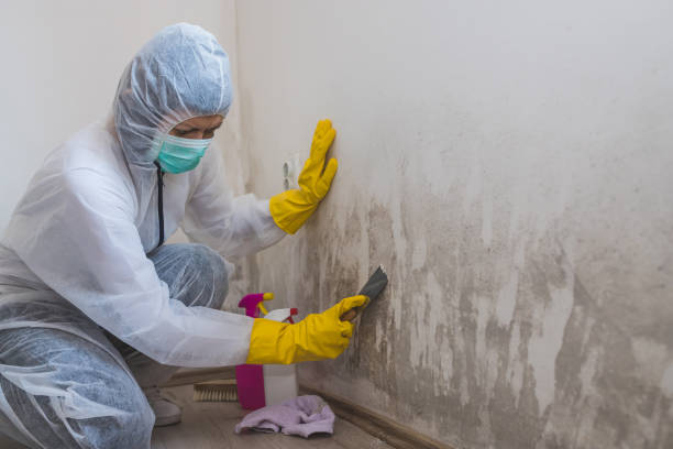 Best Attic Mold Removal  in Ferrysburg, MI