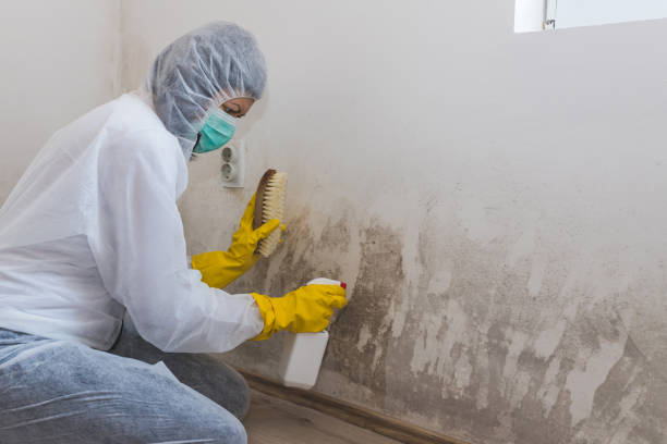 Best Certified Mold Removal  in Ferrysburg, MI