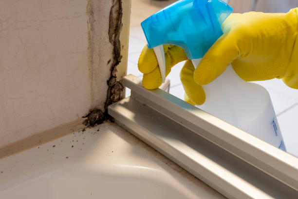 Best Toxic Mold Removal  in Ferrysburg, MI