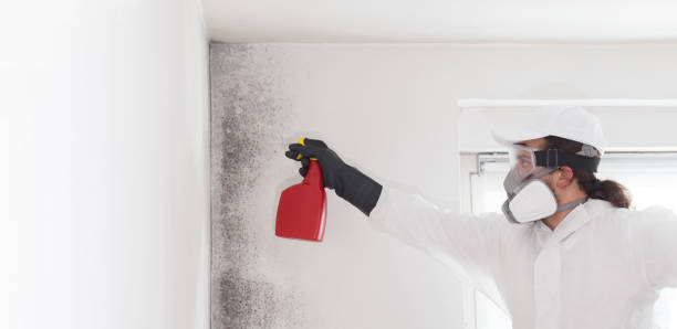 Best Fast Mold Removal  in Ferrysburg, MI