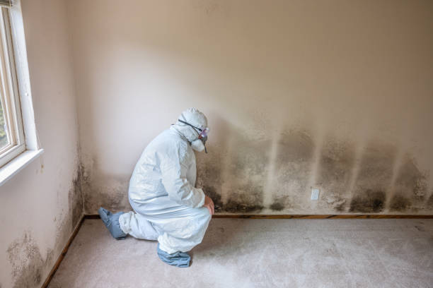 Best Mold Damage Repair  in Ferrysburg, MI