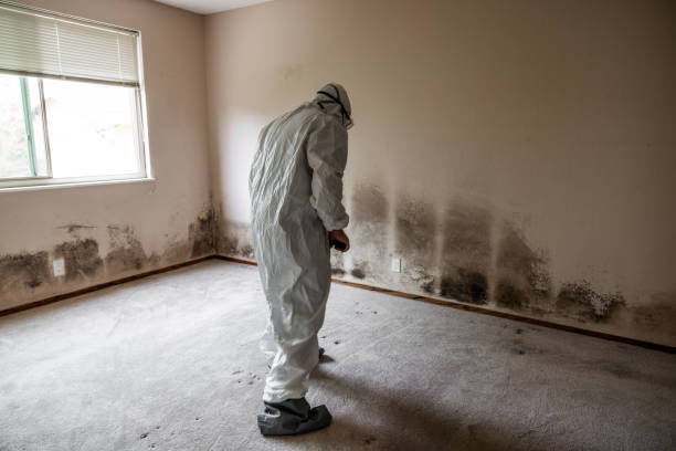 Best Mold Removal Process  in Ferrysburg, MI