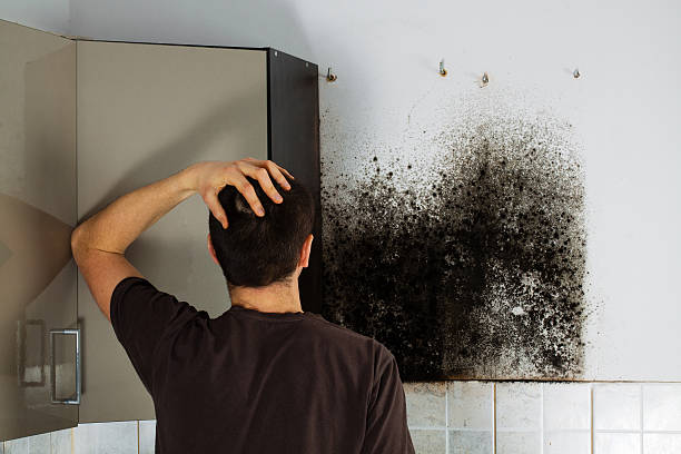 Best Office Mold Removal Services  in Ferrysburg, MI