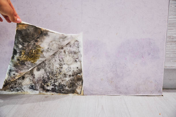 Best Mold Removal Company Near Me  in Ferrysburg, MI
